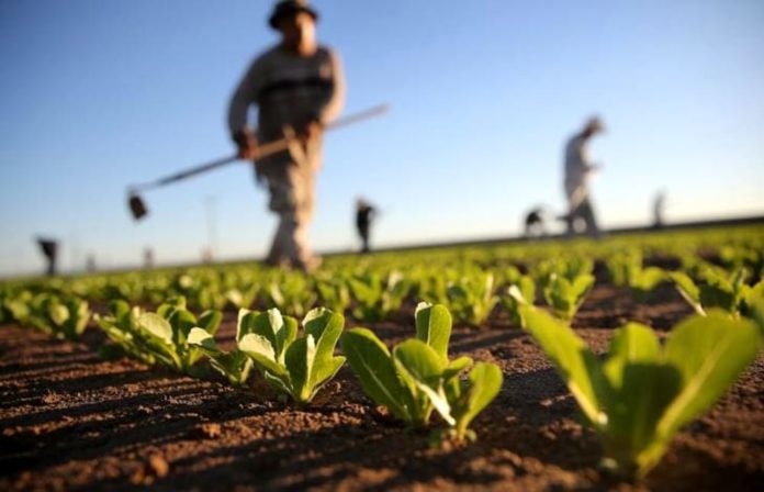 agricoltura
